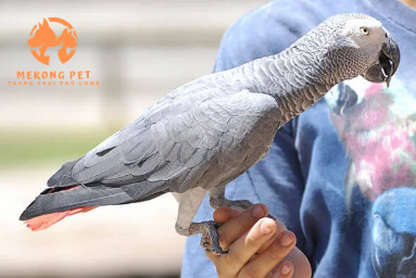 Mua Bán Vẹt Xám Châu Phi Uy Tín Tại TP.HCM